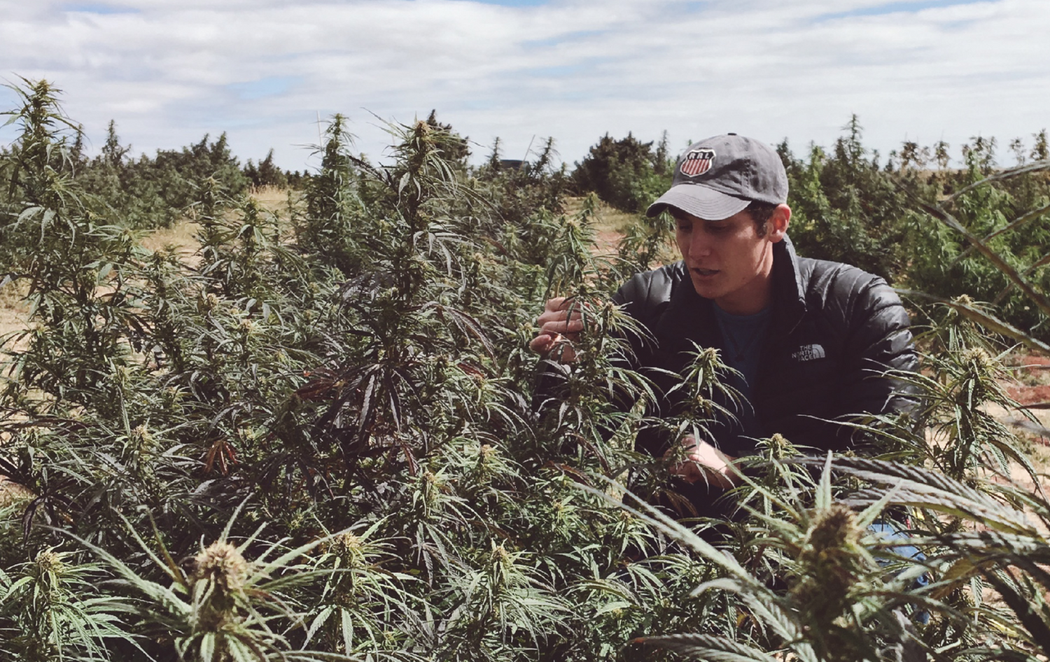 The World Health Organization endorses Hemp CBD